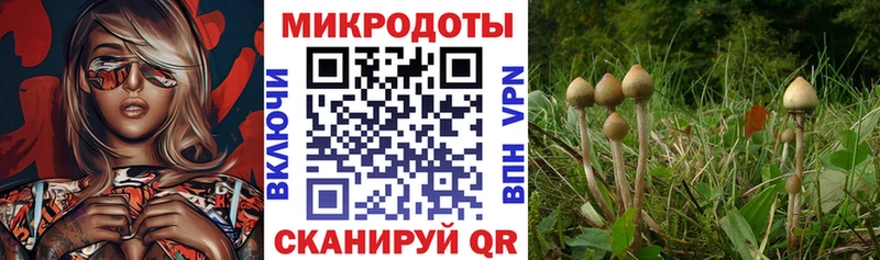 Галлюциногенные грибы Cubensis Белгород